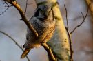 Northern Hawk-owl, Sweden 3rd of February 2016 Photo: Jan Haaning Nielsen