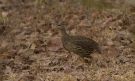 Double-spurred Francolin, Ghana 8th of January 2016 Photo: Anders Odd Wulff Nielsen