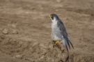 Peregrine Falcon, Adult, India 12th of February 2016 Photo: Henrik Friis