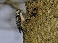 Lesser Spotted Woodpecker, Denmark 26th of February 2016 Photo: Niels Jørgen Hamann Andersen