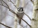 Northern Hawk-owl, Sweden 29th of February 2016 Photo: Klaus Dichmann
