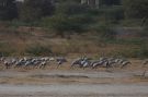 Jomfrutrane, Jomfrutraner i Tal Chhapar Wildlife Sanctuary, Indien 12. januar 2016 Foto: Erling Krabbe