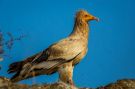 Egyptian Vulture, India 5th of February 2016 Photo: Henrik Friis