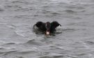 Stejneger's Scoter, ad. male, Norway 20th of March 2016 Photo: Tore Vang