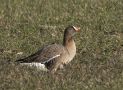 Lesser White-fronted Goose, Denmark 9th of March 2016 Photo: Johnny Madsen