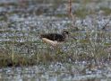 Greater Painted Snipe, India 31st of January 2016 Photo: Paul Patrick Cullen