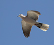 Eurasian Collared Dove, Spain 10th of March 2016 Photo: Hans Henrik Larsen