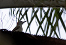 African Grey Woodpecker (Dendropicos goertae goertae) Male, Gambia 7. november 2011 Foto: Rune Sø Neergaard