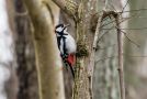 Great Spotted Woodpecker, Denmark 30th of March 2016 Photo: Carl Bohn