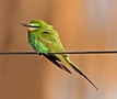 Blue-cheeked Bee-eater, Morocco 24th of March 2016 Photo: Eva Foss Henriksen