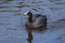 Red-knobbed Coot, Spain 9th of April 2016 Photo: Lars Birk