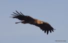 Tawny Eagle, Kenya 24th of February 2016 Photo: Peter Bonne Eriksen