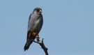 Red-footed Falcon, Denmark 9th of May 2016 Photo: Anders Jensen