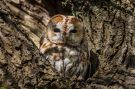 Tawny Owl, Denmark 4th of May 2016 Photo: Henrik Friis