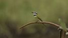 White-throated Bee-eater, Adult, Ghana 8th of February 2016 Photo: Anders Odd Wulff Nielsen
