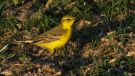 Western Yellow Wagtail, Han, Denmark 10th of May 2016 Photo: Anders Jensen