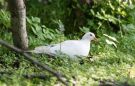 Common Wood Pigeon, Albino, Denmark 22nd of May 2016 Photo: Erling Krabbe