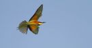 European Bee-eater, Israel 21st of April 2016 Photo: Anders Odd Wulff Nielsen