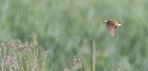 Sedge Warbler, Fugle i landskabet, Denmark 19th of May 2016 Photo: Hans Henrik Larsen