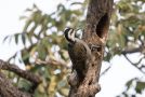 Bearded Woodpecker, Sydafrika 16. april 2016 Foto: Carl Bohn