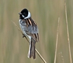 Common Reed Bunting, male, Denmark 28th of May 2016 Photo: Eva Foss Henriksen