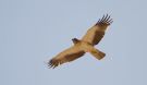 Booted Eagle, Light morph, Israel 10th of May 2016 Photo: Anders Odd Wulff Nielsen