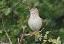Booted Warbler, Sweden 31st of May 2016 Photo: Knud Nielsen