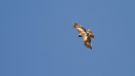Booted Eagle, Israel 30th of April 2016 Photo: Anders Odd Wulff Nielsen