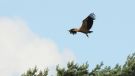 Griffon Vulture, På vej til rast i et fyrretræ, Denmark 26th of June 2016 Photo: Kis Boel