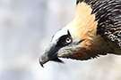 Bearded Vulture, Spain 12th of June 2016 Photo: Niels Behrendt