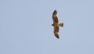 Booted Eagle, Israel 23rd of April 2016 Photo: Anders Odd Wulff Nielsen
