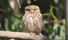 Little Owl, Italy 20th of May 2016 Photo: Morten Scheller Jensen
