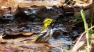Black-throated Green Warbler, Costa Rica 18th of March 2016 Photo: Michael Frank Nielsen