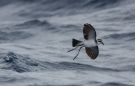 White-faced Storm Petrel, Portugal 26th of July 2016 Photo: Joachim Bertrands