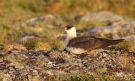 Parasitic Jaeger, Norway 27th of June 2016 Photo: Morten Scheller Jensen