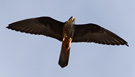 Eleonora's Falcon, Light morph, Spain 3rd of June 2016 Photo: Hans Henrik Larsen