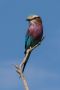 Lilac Breasted Roller, South Africa 18th of April 2016 Photo: Carl Bohn