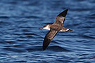 Great Shearwater, Portugal 2nd of August 2016 Photo: Helge Sørensen