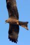 Black Kite, India 4th of January 2016 Photo: Paul Patrick Cullen