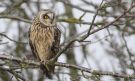 Short-eared Owl, Denmark 11th of March 2016 Photo: Morten Scheller Jensen