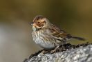 Little Bunting, Norway 13th of October 2016 Photo: Tore Vang