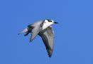 Whiskered Tern, 1cy, Norway 13th of October 2016 Photo: Tore Vang