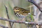 Olive-backed Pipit, Norway 8th of October 2016 Photo: Tore Vang