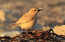 Isabelline Wheatear, Denmark 20th of October 2016 Photo: Niels Behrendt