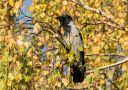 Hooded Crow, Denmark 24th of October 2016 Photo: Carl Bohn