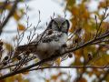 Northern Hawk-owl, Denmark 8th of November 2016 Photo: Lars Birk