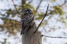 Northern Hawk-owl, Denmark 13th of November 2016 Photo: Carl Bohn