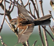 American Tree Sparrow, Flyvende træspurv, Sweden 14th of November 2016 Photo: Lars Jensen
