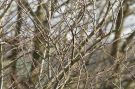 American Tree Sparrow, Exponeret Tundraspurv, Sweden 13th of November 2016 Photo: Jan Lindgaard Rasmussen