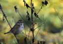 American Tree Sparrow, Sweden 17th of November 2016 Photo: Jan Haaning Nielsen